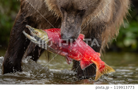 Brown Bear Fishing for Sockeye Salmon in Alaksa  119913773