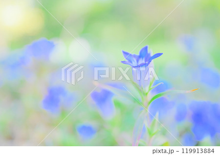秋を彩る青いリンドウの花 119913884