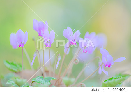 柔らかな光に包まれたシクラメンの美しさ 119914004