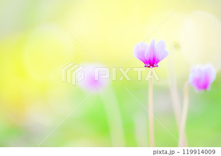 柔らかな光に包まれたシクラメンの美しさ 119914009