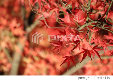 ライトアップされた紅葉 Lighted up Momiji 119914119