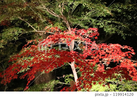 ライトアップされた紅葉 Lighted up Momiji 119914120