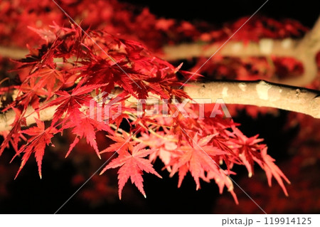 ライトアップされた紅葉 Lighted up Momiji 119914125