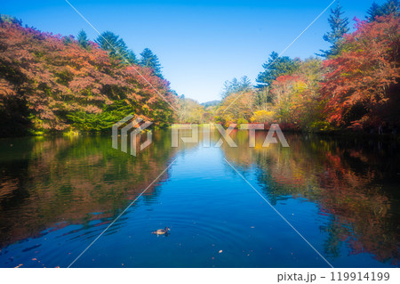 秋の旧軽井沢　雲場池の紅葉 119914199