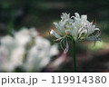 秋の白い彼岸花|静寂な自然|神秘的な美しさと優雅な花 秋の白い彼岸花|静寂な自然|神秘的な美しさと優雅な花 119914380