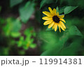 緑に囲まれた一輪の黄色い花|シンプルな美しさ|自然の調和 緑に囲まれた一輪の黄色い花|シンプルな美しさ|自然の調和 119914381