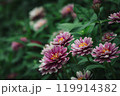 美しいピンクのジニアの花々|夏の庭園|緑の背景に咲くカラフルな花 美しいピンクのジニアの花々|夏の庭園|緑の背景に咲くカラフルな花 119914382