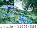 満開の青紫陽花と緑に包まれた日本の夏の風景 – 自然と静寂の中での癒しの時間 満開の青紫陽花と緑に包まれた日本の夏の風景 – 自然と静寂の中での癒しの時間 119914384