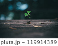 木の隙間から芽吹く小さな若葉 – 生命力あふれる自然の一瞬 木の隙間から芽吹く小さな若葉 – 生命力あふれる自然の一瞬 119914389