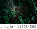苔むした木と足元に広がる緑の植物たち – 森林の静寂と自然の生命力 苔むした木と足元に広がる緑の植物たち – 森林の静寂と自然の生命力 119914390