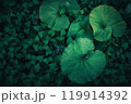 大きな葉と緑の群生 – 深い森に息づく自然のテクスチャ 大きな葉と緑の群生 – 深い森に息づく自然のテクスチャ 119914392