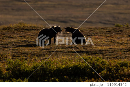 Brown Bear Fishing for Sockeye Salmon in Alaksa  119914542