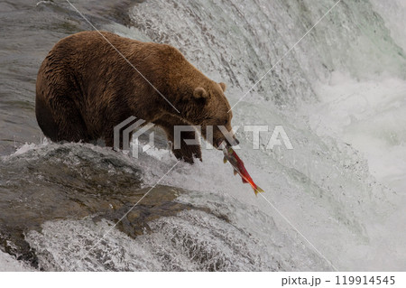 Brown Bear Fishing for Sockeye Salmon in Alaksa  119914545