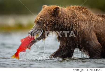 Brown Bear Fishing for Sockeye Salmon in Alaksa  119914559
