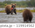 Brown Bear Fishing for Sockeye Salmon in Alaksa  119914562