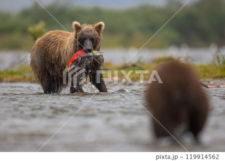 Brown Bear Fishing for Sockeye Salmon in Alaksa  119914562