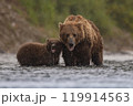 Brown Bear Fishing for Sockeye Salmon in Alaksa  119914563