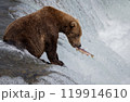 Brown Bear Fishing for Sockeye Salmon in Alaksa  119914610