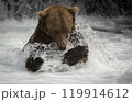 Brown Bear Fishing for Sockeye Salmon in Alaksa  119914612