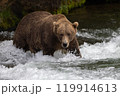 Brown Bear Fishing for Sockeye Salmon in Alaksa  119914613