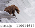 Brown Bear Fishing for Sockeye Salmon in Alaksa  119914614