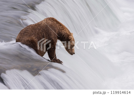 Brown Bear Fishing for Sockeye Salmon in Alaksa  119914614