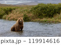 Brown Bear Fishing for Sockeye Salmon in Alaksa  119914616