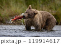 Brown Bear Fishing for Sockeye Salmon in Alaksa  119914617