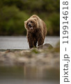 Brown Bear Fishing for Sockeye Salmon in Alaksa  119914618