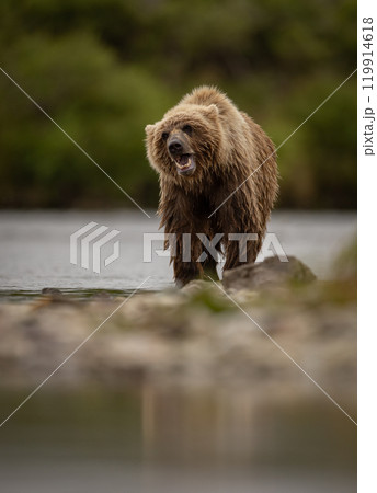 Brown Bear Fishing for Sockeye Salmon in Alaksa Brown Bear Fishing for Sockeye Salmon in Alaksa 119914618