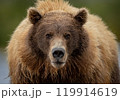 Brown Bear Fishing for Sockeye Salmon in Alaksa  119914619