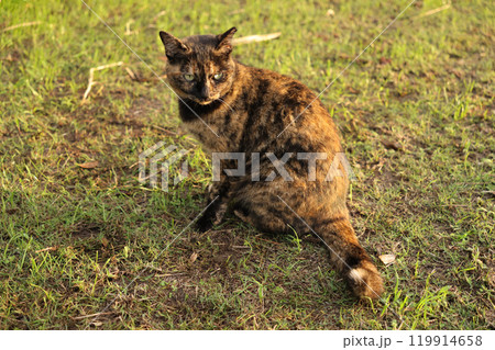 広場で遊ぶさび猫 広場で遊ぶさび猫 119914658
