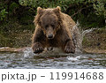 Brown Bear Fishing for Sockeye Salmon in Alaksa  119914688