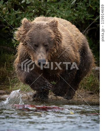 Brown Bear Fishing for Sockeye Salmon in Alaksa  119914689