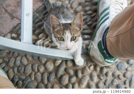 レストランにて足元からおねだり視線を注ぐ子猫 レストランにて足元からおねだり視線を注ぐ子猫 119914980
