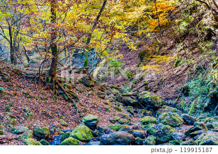 東京　黄葉の御岳山ロックガーデン 119915187