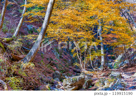 東京 黄葉の御岳山ロックガーデン 東京 黄葉の御岳山ロックガーデン 119915190