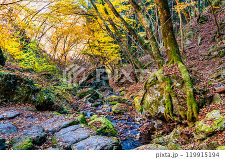 東京　黄葉の御岳山ロックガーデン 119915194
