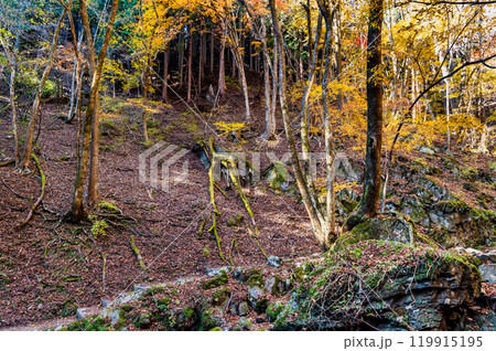 東京　黄葉の御岳山ロックガーデン 119915195