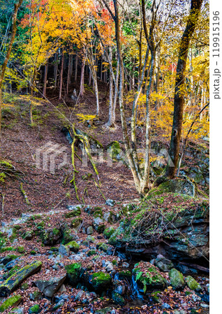 東京　黄葉の御岳山ロックガーデン 119915196