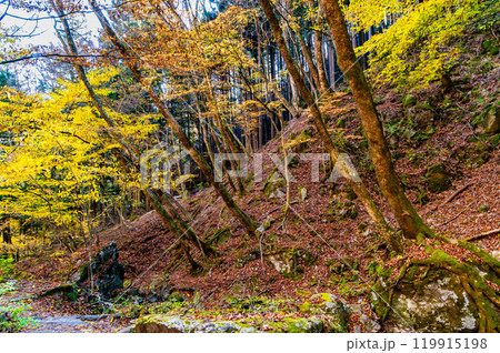 東京　黄葉の御岳山ロックガーデン 119915198