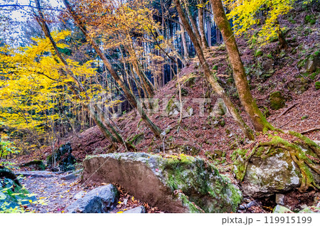 東京　黄葉の御岳山ロックガーデン 119915199