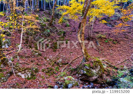 東京　黄葉の御岳山ロックガーデン 119915200