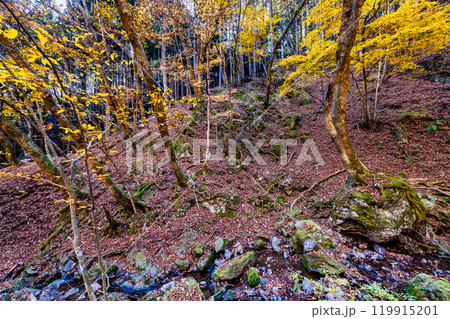 東京　黄葉の御岳山ロックガーデン 119915201