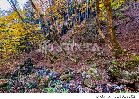 東京 黄葉の御岳山ロックガーデン 東京 黄葉の御岳山ロックガーデン 119915202