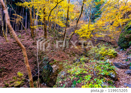 東京 黄葉の御岳山ロックガーデン 東京 黄葉の御岳山ロックガーデン 119915205