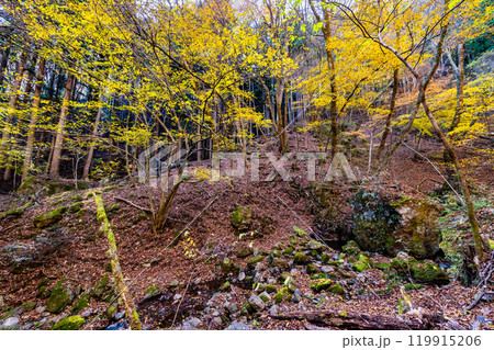 東京 黄葉の御岳山ロックガーデン 東京 黄葉の御岳山ロックガーデン 119915206