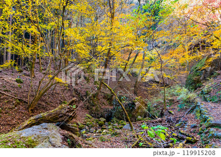 東京　黄葉の御岳山ロックガーデン 119915208
