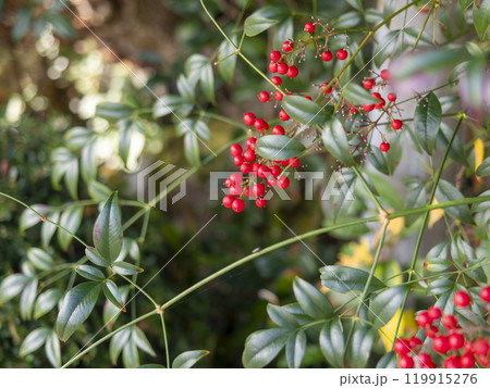 赤く熟した南天の実 119915276