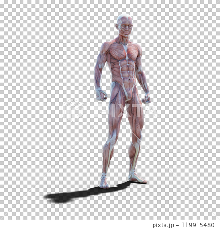 肌肉標本男性燙髮3DCG插圖素材 119915480